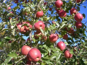 ���������Ĥζ��������������� �� ��󥴼���������Ǥ���ڤ�����