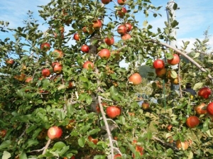 ���Ĥζ���������������